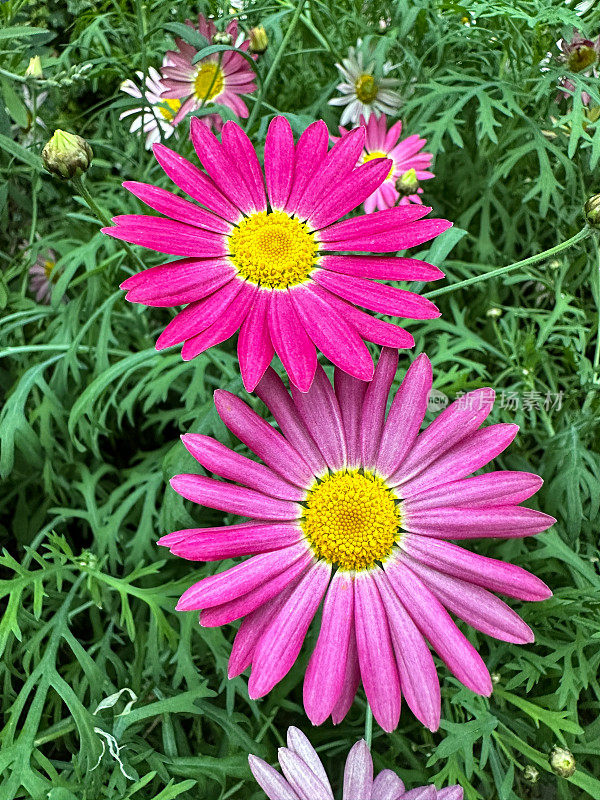 明亮的粉红色，雏菊(Argyranthemum frutescens)花生长在花园花坛，花头与绿色的叶子和茎的背景，重点在前景